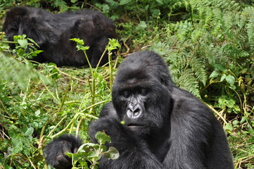 Mountain Gorilla in Volcanoes NP, Rwanda (Virunga Mountains)