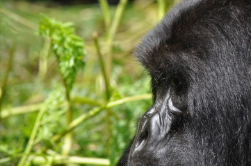Mountain Gorilla in Volcanoes NP, Rwanda (Virunga Mountains)