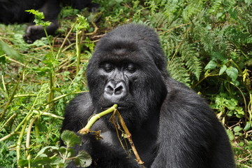 Naklejka premium Mountain Gorilla in Volcanoes NP, Rwanda (Virunga Mountains)