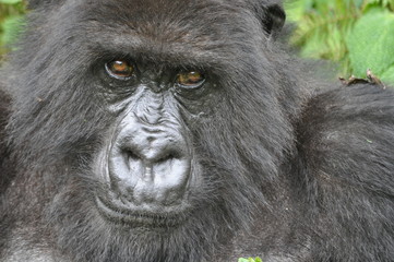 Fototapeta premium Mountain Gorilla in Volcanoes NP, Rwanda (Virunga Mountains)
