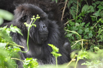 Mountain Gorilla in Volcanoes NP, Rwanda (Virunga Mountains)