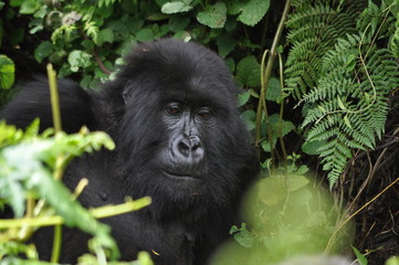 Mountain Gorilla in Volcanoes NP, Rwanda (Virunga Mountains)