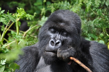 Mountain Gorilla in Volcanoes NP, Rwanda (Virunga Mountains)