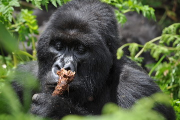 Mountain Gorilla in Volcanoes NP, Rwanda (Virunga Mountains)