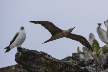 Booby flight