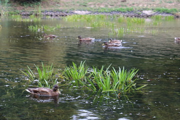 water lake river duck