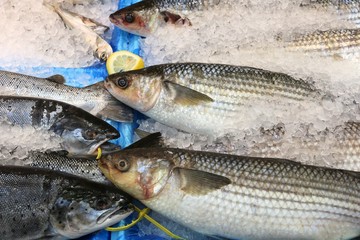 Grey mullet fish in Leeds UK