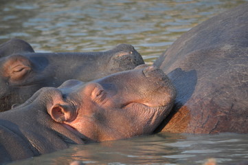 Saint lucia hippo