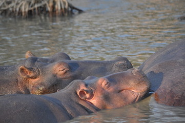 Saint lucia hippo