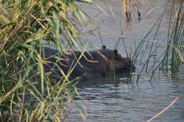 Saint lucia hippo