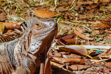Iguana