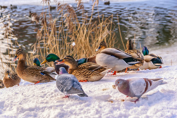 ducks