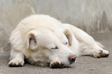 Naklejka na ściany i meble White dog sleeping near the wall