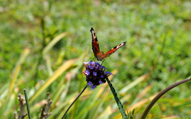 Pfauenauge auf Verbenenblüte