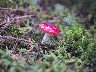 Mushrooms in the coniferous forest