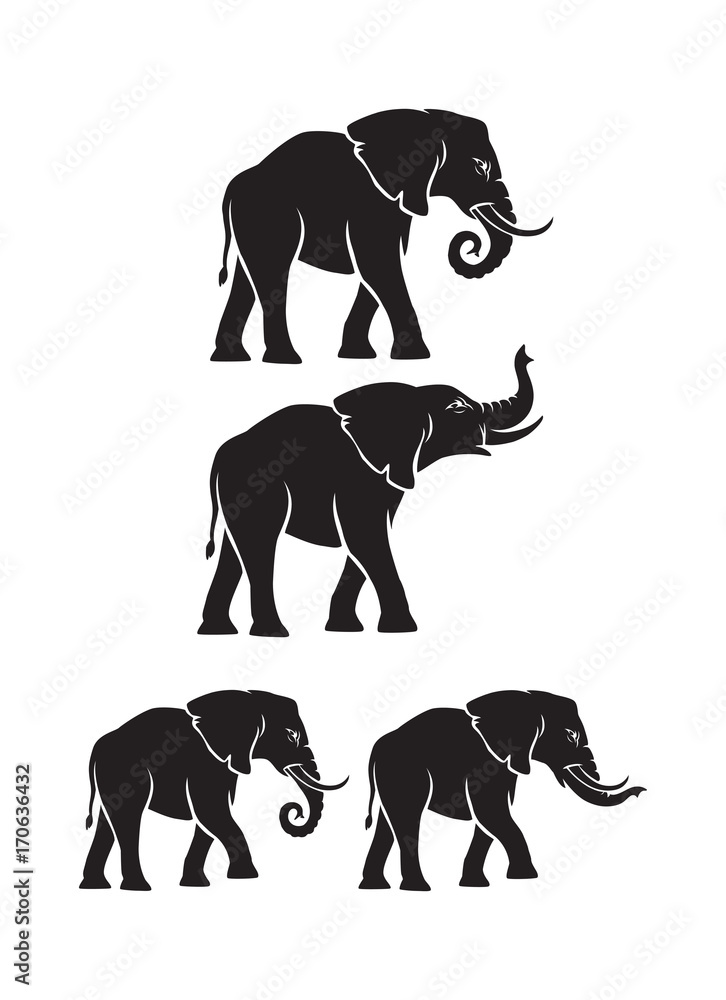 Wall mural animal elephant