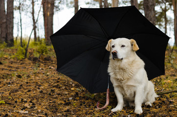 white dog under umbrella in the forest