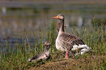 Goose family