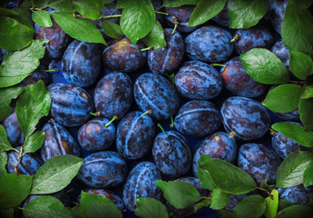 Plums overhead group with leaves and drops of water on dark background in studio