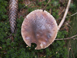 Mushrooms in the coniferous forest