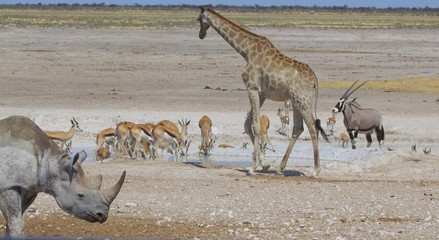 Busy waterhole in Etosha with black rhino, giraffe, oryx and sprinbok, Namibia