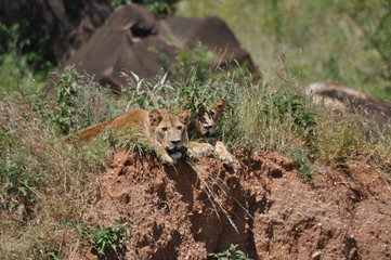 Obraz premium Lions in Tarangire National Park