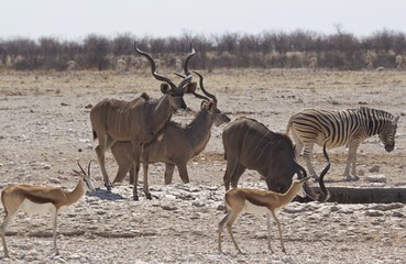 Busy waterhole in Etosha with A variety of animals including Kudu, Springbo and zebra