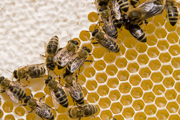 Biene auf Wabe
