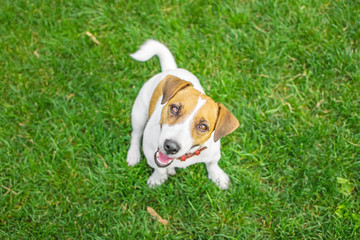 A small dog Jack Russell Terrier sitting in summer park on green grass outdoor. Copy space