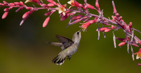 Panorama of hummingbird eating nectar from red yucca flowers © Melani
