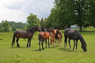 Free horses on the meadow during summer