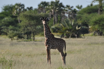 Giraffe cub