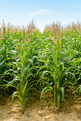 Front view of two rows of soft green corn ripening under a pale blue sky in a field which has reached its maximum height.