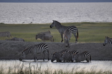 Fototapeta na wymiar Zebra herd drinking