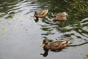 duck water lake bird