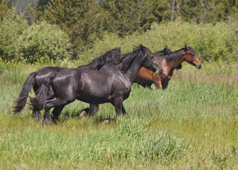 Horses running free in grassy field