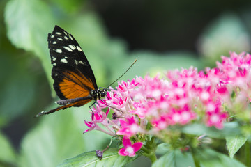 Fototapeta na wymiar Schmetterling auf der Blume
