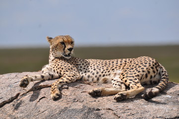 Cheetah in Serengeti National Park