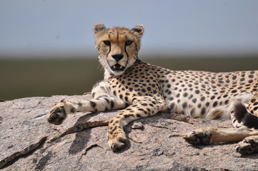 Cheetah in Serengeti National Park