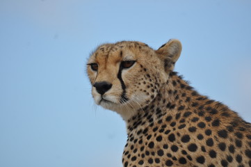 Cheetah in Serengeti National Park