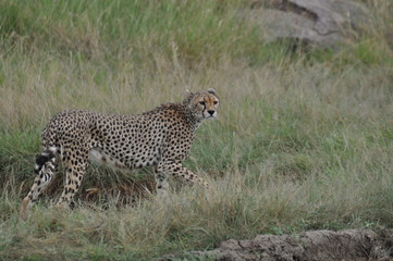 Cheetah in Serengeti National Park