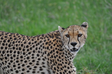 Naklejka na ściany i meble Cheetah in Serengeti National Park