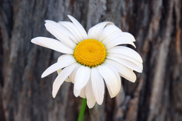 Obraz premium Beautiful chamomile flower on blurred wooden background, closeup