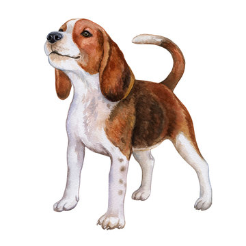 Dog Beagle isolated on white background. Cheerful brown dog. Watercolor. Illustration. Template