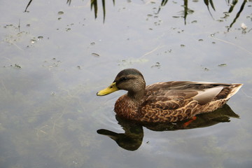 duck lake water bird nature 
