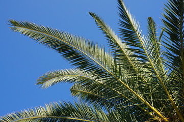 Obraz na płótnie Canvas Palm tree