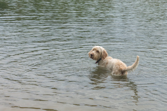 A spinone italiano breed dog standing in the water and looking back to the shore