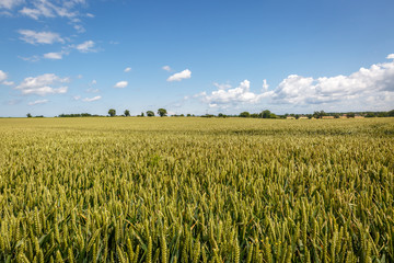 Beautiful landscape with uniform vegetation in an English countryside, in the middle of summer