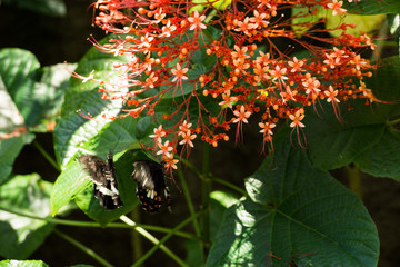 Schmetterling in Bali beim Bestäuben