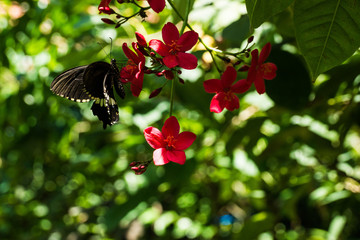 Schmetterling in Bali beim Bestäuben